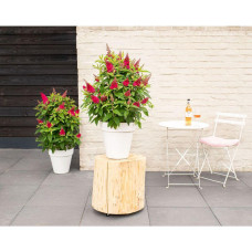 Son & Koot Buddleja Dav. 'Butterfly Candy Little Ruby' - 25 cm, Ø19 cm