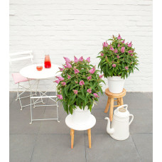 Son & Koot Buddleja Dav. 'Butterfly Candy Little Pink' - 25 cm, Ø19 cm