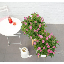 Son & Koot Buddleja Dav. 'Butterfly Candy Little Pink' - 25 cm, Ø19 cm