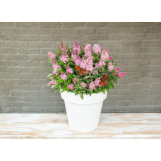 Son & Koot Buddleja Dav. 'Butterfly Candy Little Pink' - 25 cm, Ø19 cm