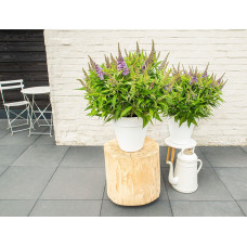 Son & Koot Buddleja Dav. 'Butterfly Candy Little Lila' - 25 cm, Ø19 cm