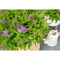 Son & Koot Buddleja Dav. 'Butterfly Candy Little Lila' - 25 cm, Ø19 cm
