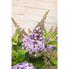 Son & Koot Buddleja Dav. 'Butterfly Candy Lila Sweetheart' - 25 cm, Ø19 cm