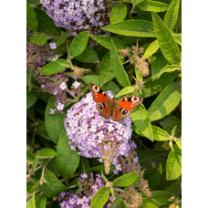 Son & Koot Buddleja Dav. 'Butterfly Candy Lila Sweetheart' - 25 cm, Ø19 cm