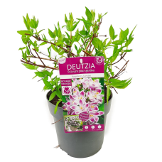Son & Koot Deutzia 'Raspberry Sundae' - 30 cm, Ø19 cm
