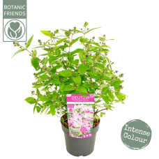 Son & Koot Deutzia 'Raspberry Sundae' - 30 cm, Ø19 cm