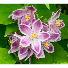 Son & Koot Deutzia 'Raspberry Sundae' - 30 cm, Ø19 cm
