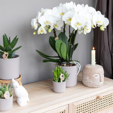 Kolibri Löffelbaum (Crassula Hobbit) Ø 6 cm