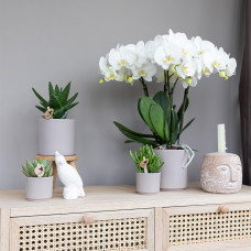 Kolibri Löffelbaum (Crassula Hobbit) Ø 6 cm