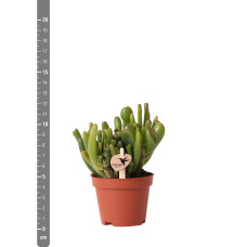 Kolibri Löffelbaum (Crassula Hobbit) Ø 6 cm