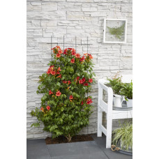 Hoogeveen Campsis Summer Jazz 'Fire Trumpet' - 65 cm, Ø15 cm