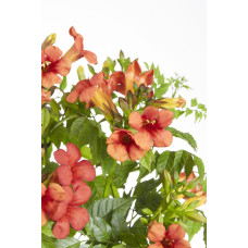 Hoogeveen Campsis Summer Jazz 'Fire Trumpet' - 65 cm, Ø15 cm