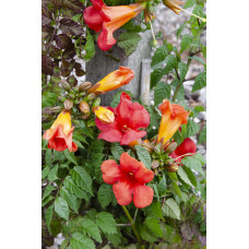 Hoogeveen Campsis Summer Jazz 'Fire Trumpet' - 65 cm, Ø15 cm