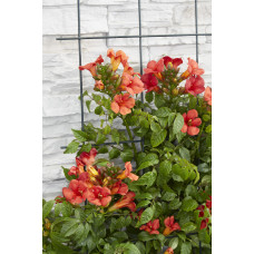 Hoogeveen Campsis Summer Jazz 'Fire Trumpet' - 65 cm, Ø15 cm