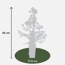 Hoogeveen Campsis Summer Jazz 'Fire Trumpet' - 65 cm, Ø15 cm