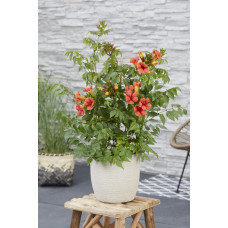 Hoogeveen Campsis Summer Jazz 'Fire Trumpet' - 70 cm, Ø19 cm