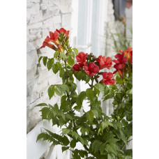 Hoogeveen Campsis Summer Jazz 'Fire Trumpet' - 70 cm, Ø19 cm