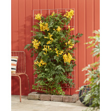 Hoogeveen Campsis Summer Jazz 'Gold Trumpet' - 65 cm, Ø15 cm