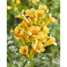 Hoogeveen Campsis Summer Jazz 'Gold Trumpet' - 65 cm, Ø15 cm