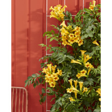 Hoogeveen Campsis Summer Jazz 'Gold Trumpet' - 65 cm, Ø15 cm