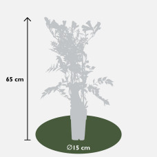 Hoogeveen Campsis Summer Jazz 'Gold Trumpet' - 65 cm, Ø15 cm