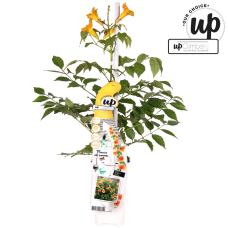 Hoogeveen Campsis Summer Jazz 'Gold Trumpet' - 65 cm, Ø15 cm