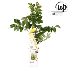 Hoogeveen Campsis Summer Jazz 'Gold Trumpet' - 65 cm, Ø15 cm