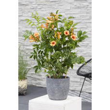 Hoogeveen Campsis 'Indian Summer' - 70 cm, Ø19 cm