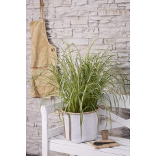 Hoogeveen Chlorophytum Saundersiae 'Starlight' - 40 cm, Ø19 cm