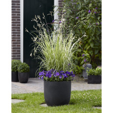 Hoogeveen Chlorophytum Saundersiae 'Starlight' - 40 cm, Ø19 cm