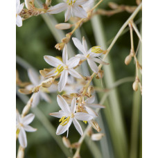 Hoogeveen Chlorophytum Saundersiae 'Starlight' - 40 cm, Ø19 cm