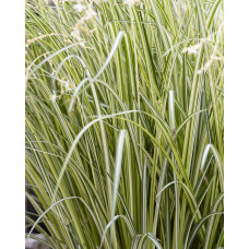 Hoogeveen Chlorophytum Saundersiae 'Starlight' - 40 cm, Ø19 cm