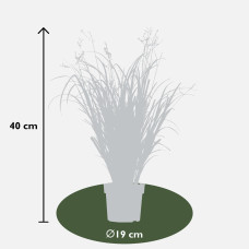 Hoogeveen Chlorophytum Saundersiae 'Starlight' - 40 cm, Ø19 cm