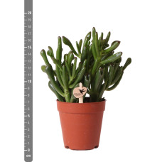 Kolibri Löffelbaum (Crassula Hobbit) Ø 9 cm