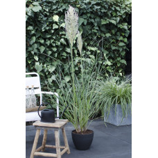 Hoogeveen Cortaderia Selloana 'Evita' - 60 cm, Ø19 cm