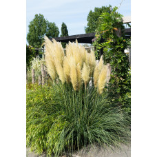 Hoogeveen Cortaderia Selloana 'Evita' - 60 cm, Ø19 cm