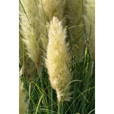 Hoogeveen Cortaderia Selloana 'Evita' - 60 cm, Ø19 cm