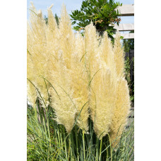 Hoogeveen Cortaderia Selloana 'Evita' - 60 cm, Ø19 cm