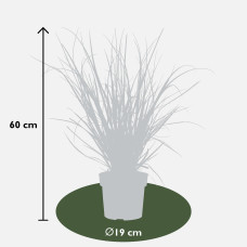 Hoogeveen Cortaderia Selloana 'Evita' - 60 cm, Ø19 cm