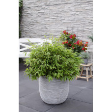 Hoogeveen Fargesia 'Moontears' Boobux - 70 cm, Ø29 cm