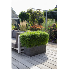 Hoogeveen Fargesia 'Moontears' Boobux - 70 cm, Ø29 cm