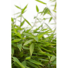 Hoogeveen Fargesia 'Moontears' Boobux - 70 cm, Ø29 cm