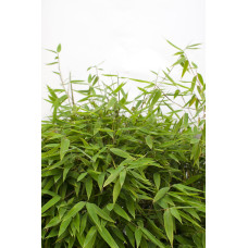 Hoogeveen Fargesia 'Moontears' Boobux - 70 cm, Ø29 cm