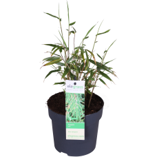 Hoogeveen Fargesia Rufa - 40 cm, Ø14 cm