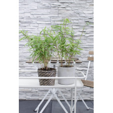 Hoogeveen Fargesia Rufa - 40 cm, Ø14 cm