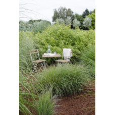 Hoogeveen Fargesia Rufa - 40 cm, Ø14 cm