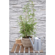 Hoogeveen Fargesia Rufa - 60 cm, Ø19 cm