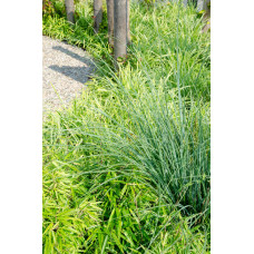 Hoogeveen Fargesia Rufa - 60 cm, Ø19 cm