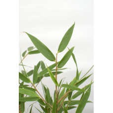 Hoogeveen Fargesia Rufa - 60 cm, Ø19 cm