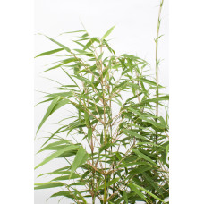 Hoogeveen Fargesia Rufa - 60 cm, Ø19 cm